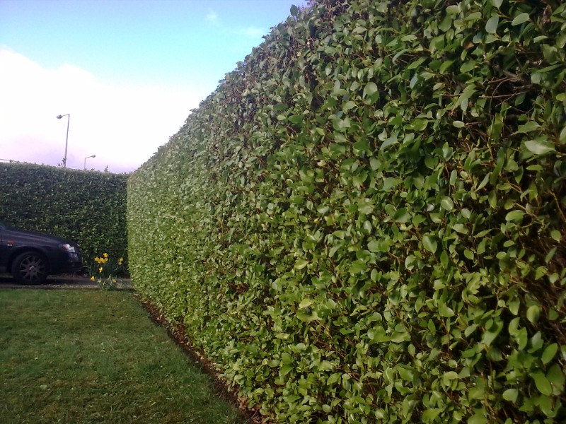 Hedge Trimming & Cutting