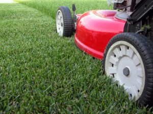 Grass Cutting & Lawn Care